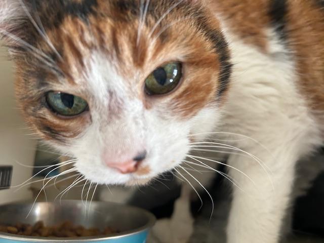 Enlarge Gigi, a ADOPTABLE Calico in Albuquerque, NM image 3/4