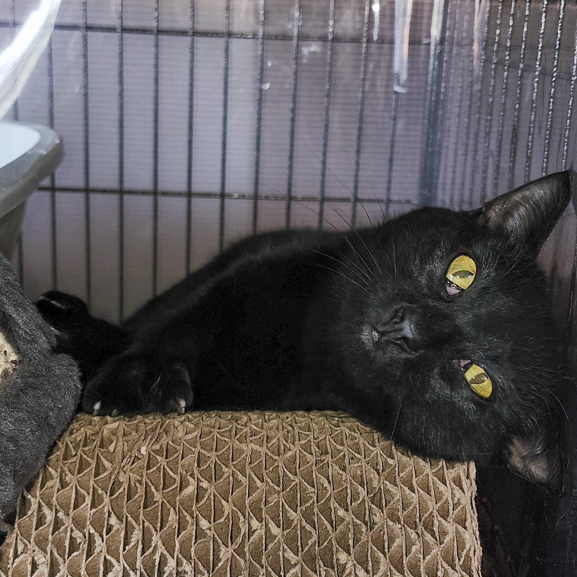 Enlarge Pepper, a Adoptable mixed breed in Benicia, CA image 1/3