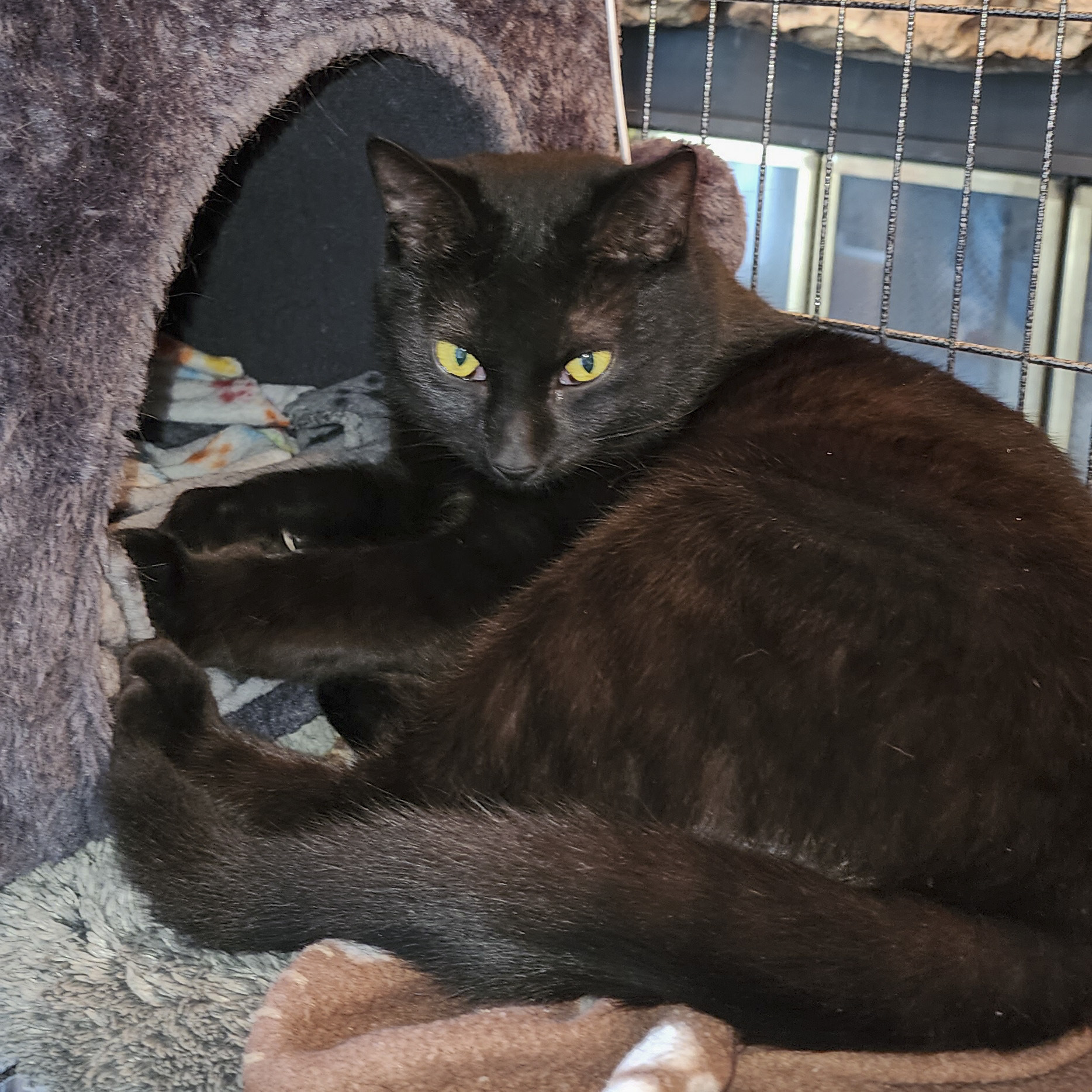 Enlarge Pepper, a Adoptable mixed breed in Benicia, CA image 2/3