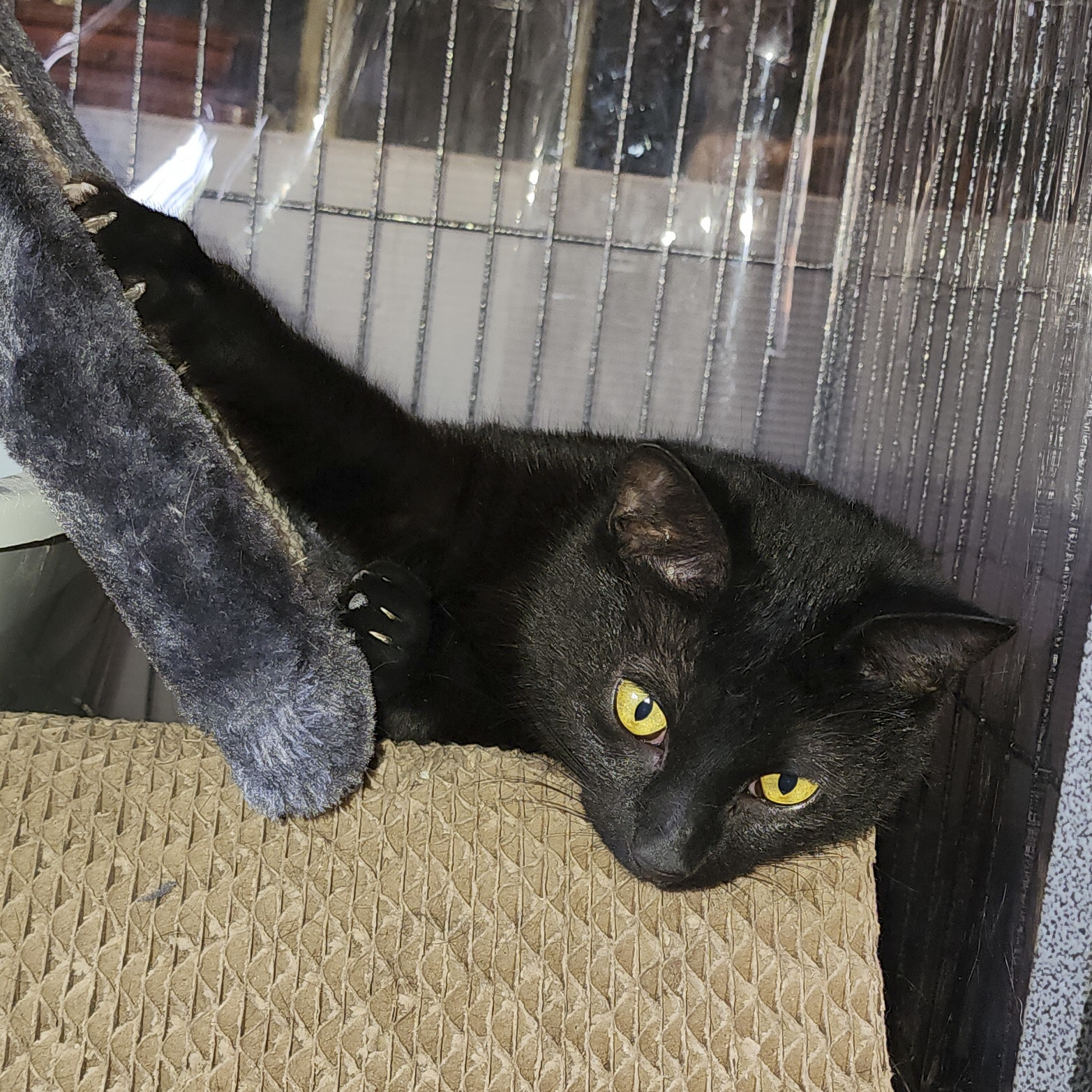 Enlarge Pepper, a Adoptable mixed breed in Benicia, CA image 3/3