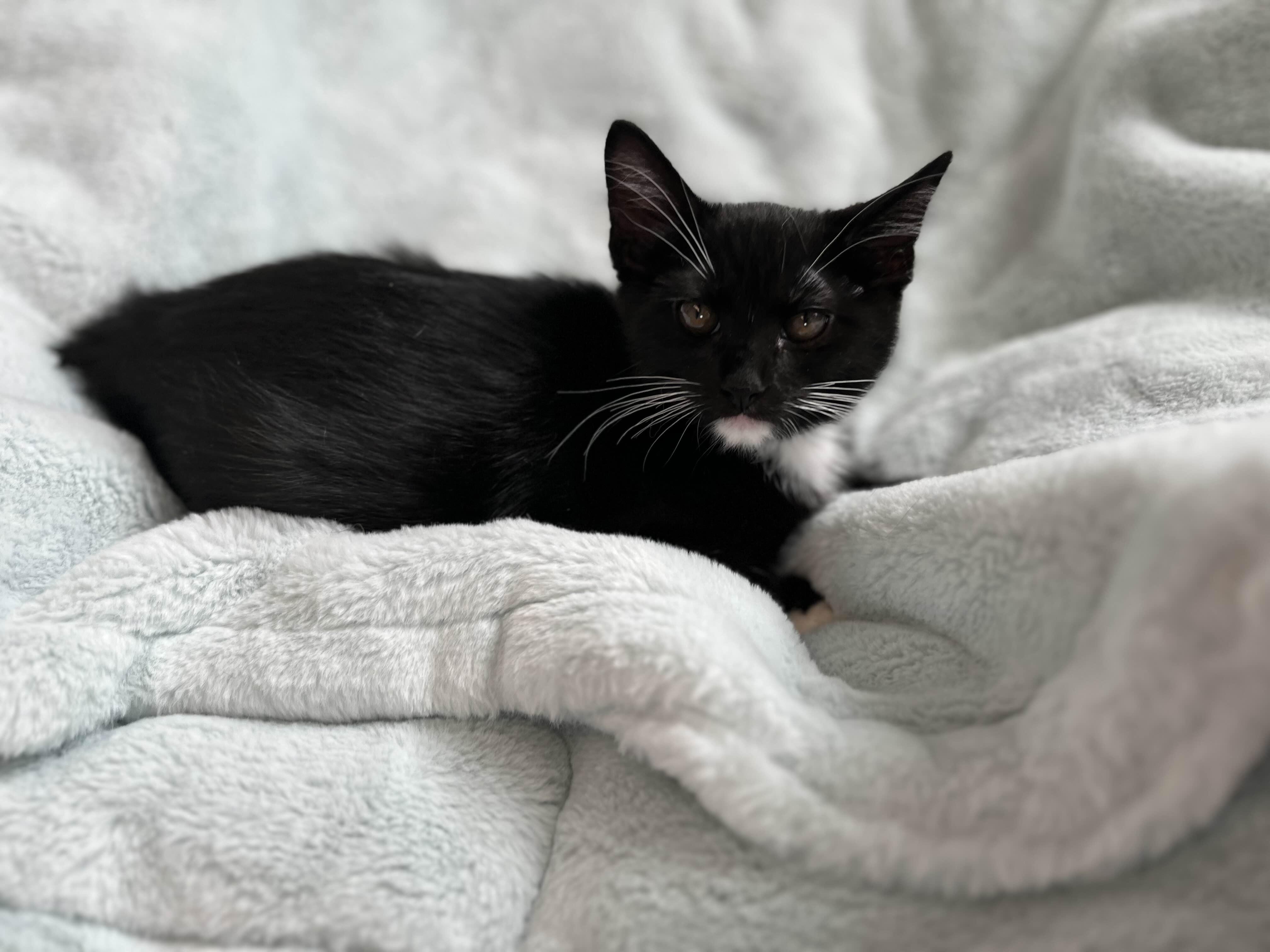 Alvin, Young Male unknown