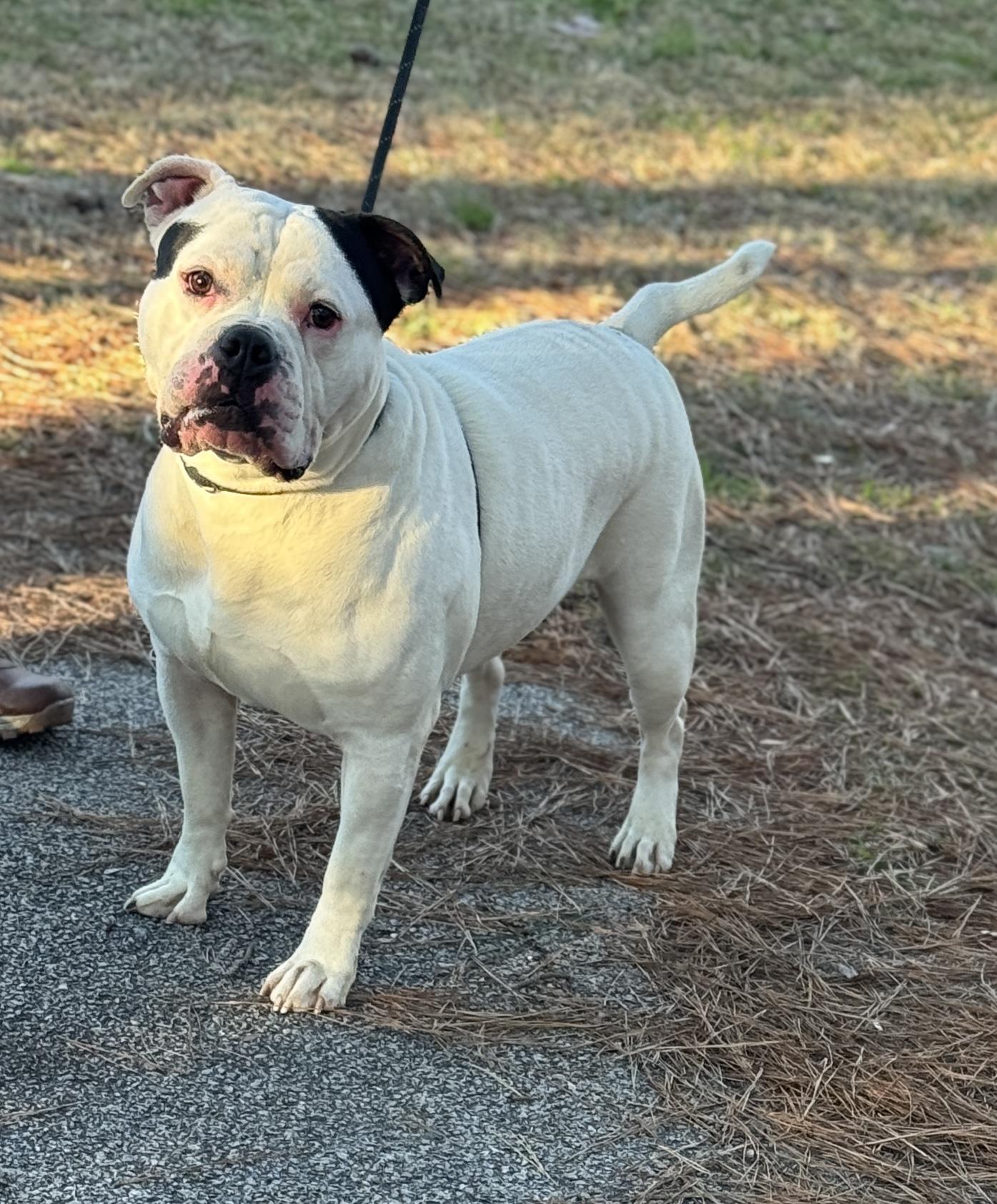 Kang, ADOPTABLE, Adult Male Bulldog.