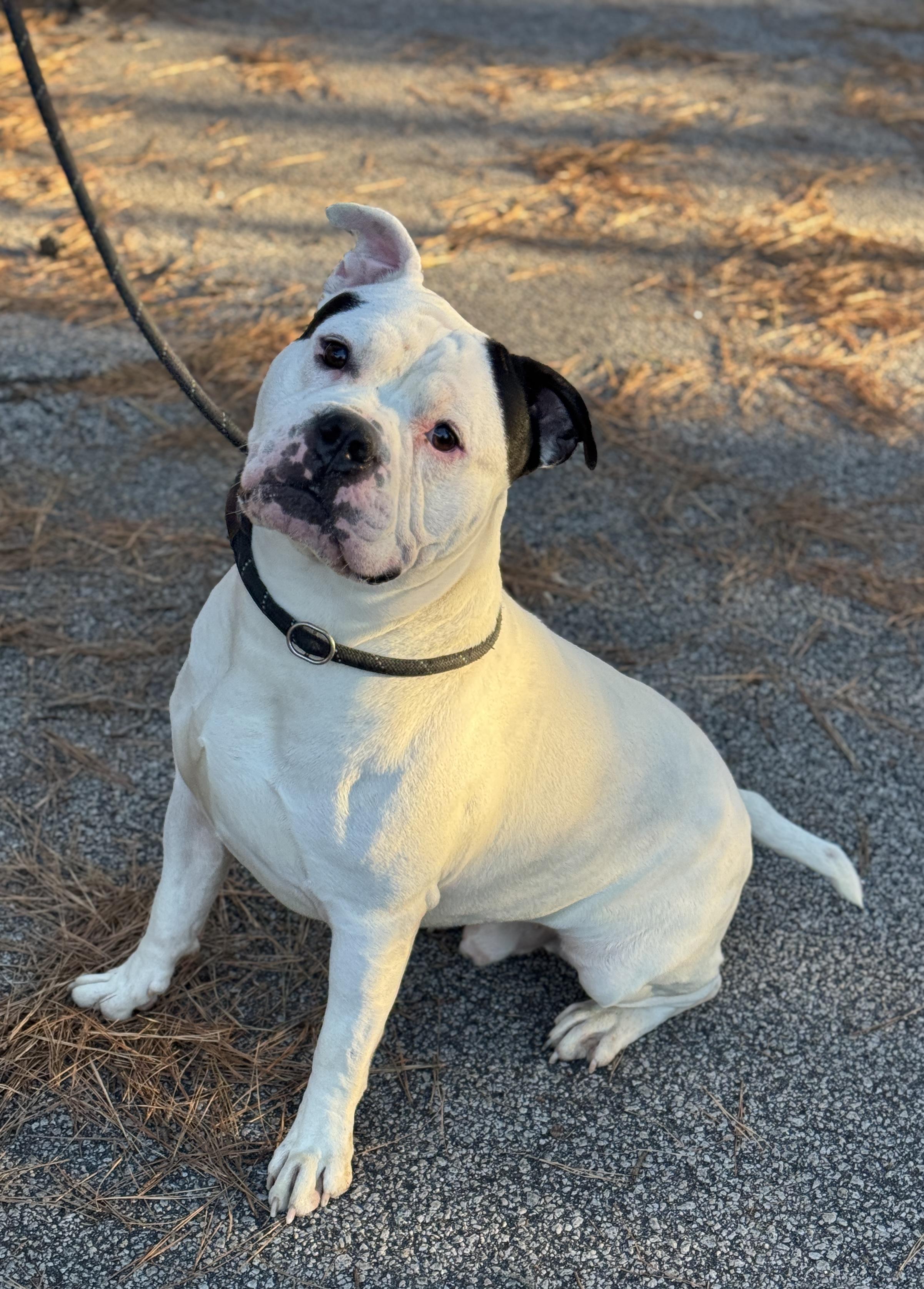 Enlarge Kang, a ADOPTABLE mixed breed in Sumter, SC image 2/2