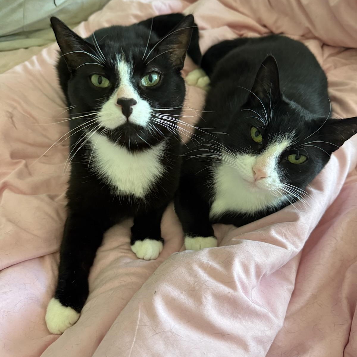 Pinky (m) 3yrs old Tuxedo, a ADOPTABLE Domestic Short Hair in Ottawa, ON image 2/5