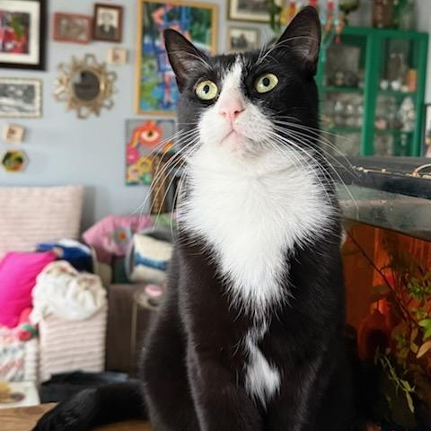 Pinky (m) 3yrs old Tuxedo, a ADOPTABLE Domestic Short Hair in Ottawa, ON image 1/5