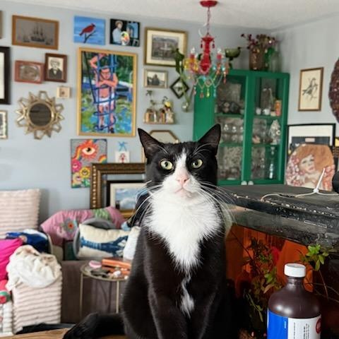 Pinky (m) 3yrs old Tuxedo, a ADOPTABLE Domestic Short Hair in Ottawa, ON image 3/5