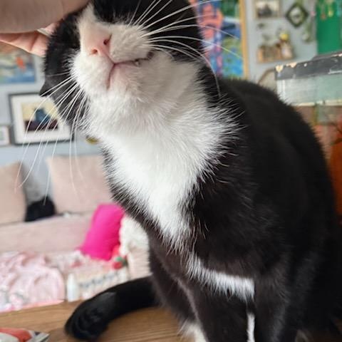 Pinky (m) 3yrs old Tuxedo, a ADOPTABLE Domestic Short Hair in Ottawa, ON image 4/5