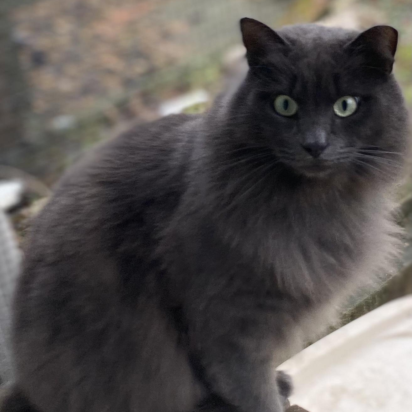 Enlarge Dove, a Adoptable Domestic Long Hair in Stanwood, WA image 1/3
