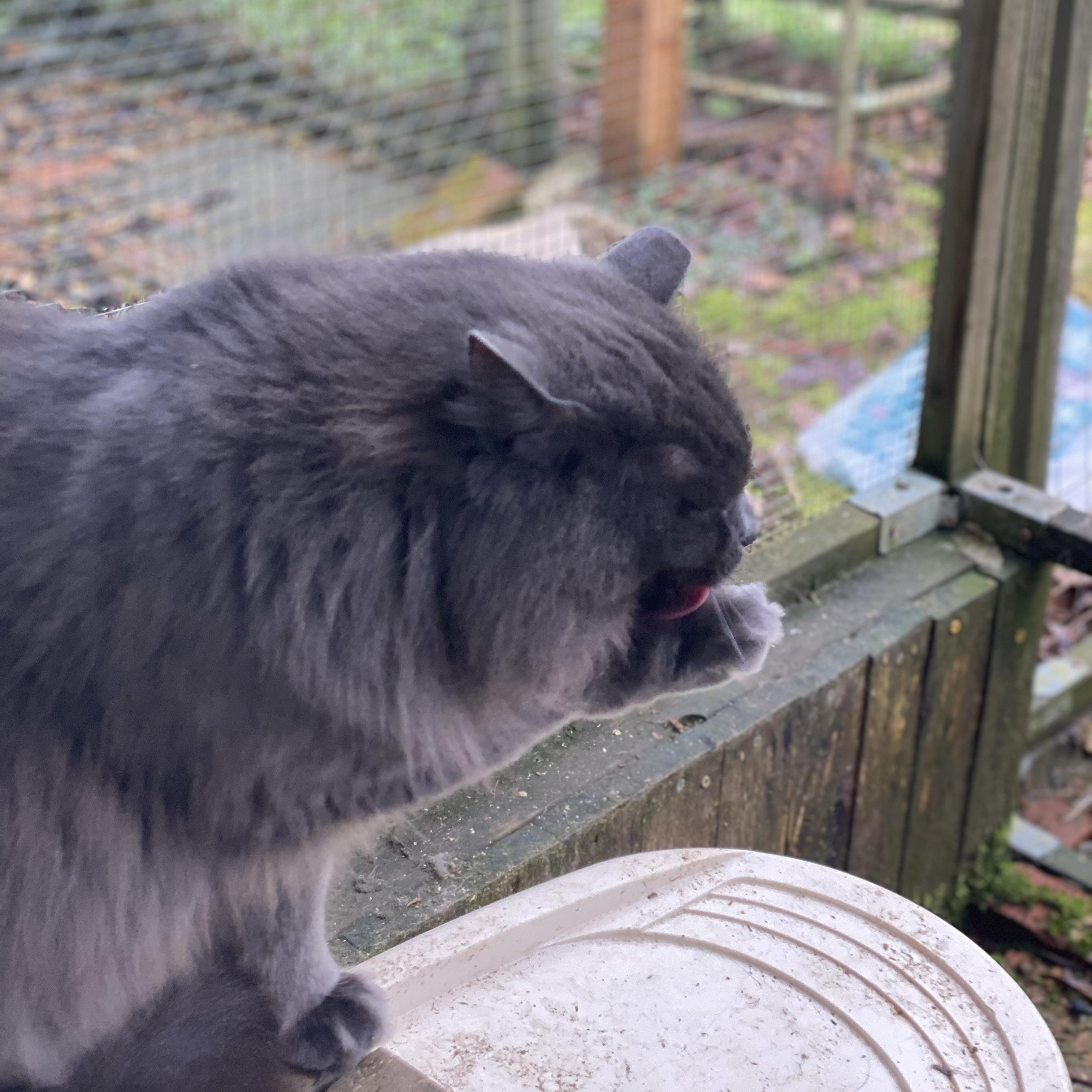 Enlarge Dove, a Adoptable Domestic Long Hair in Stanwood, WA image 3/3