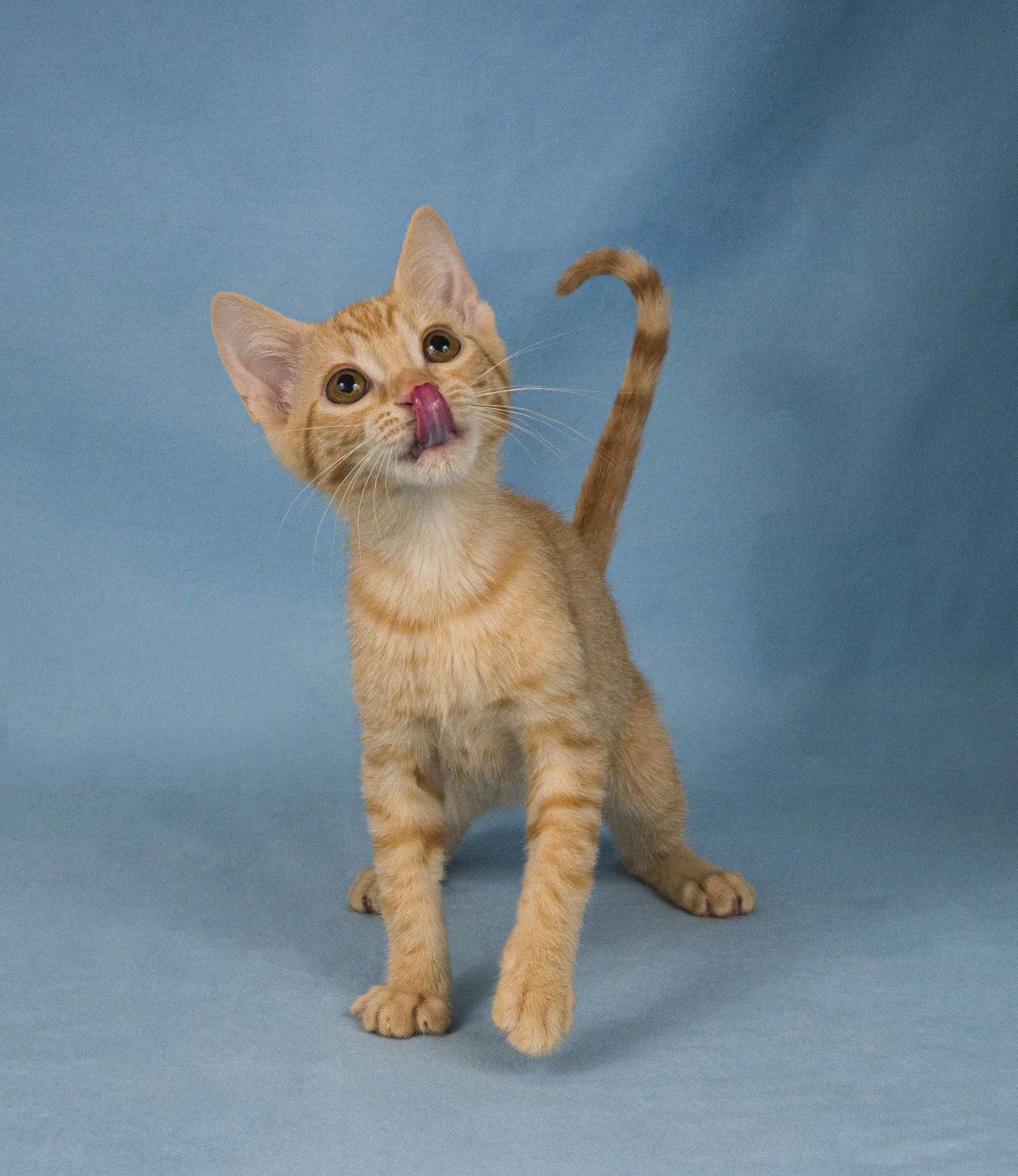 Graham Cracker, Adopted, Young Female Domestic Short Hair.