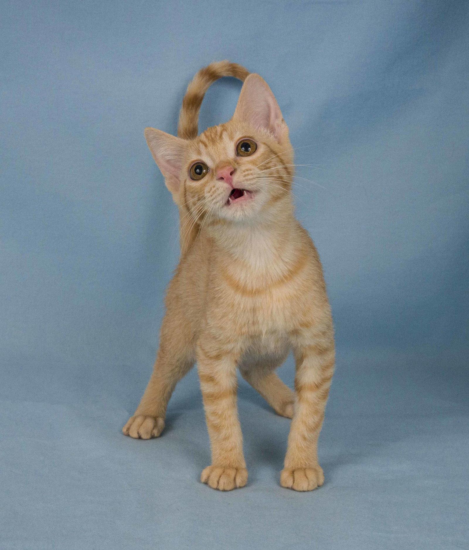 Enlarge Graham Cracker, a Adopted Domestic Short Hair in Davis, CA image 2/3