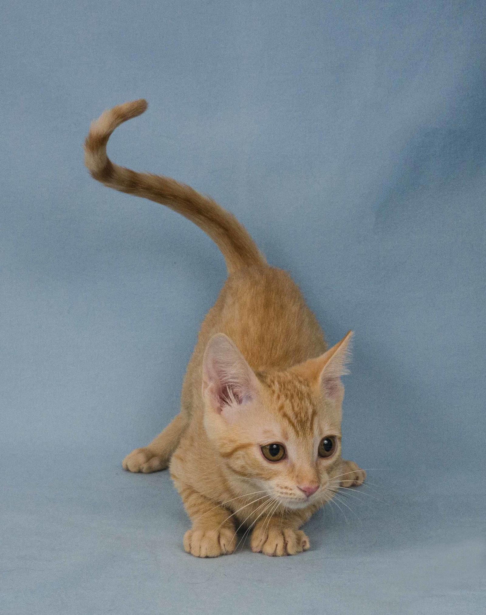 Enlarge Graham Cracker, a Adopted Domestic Short Hair in Davis, CA image 3/3