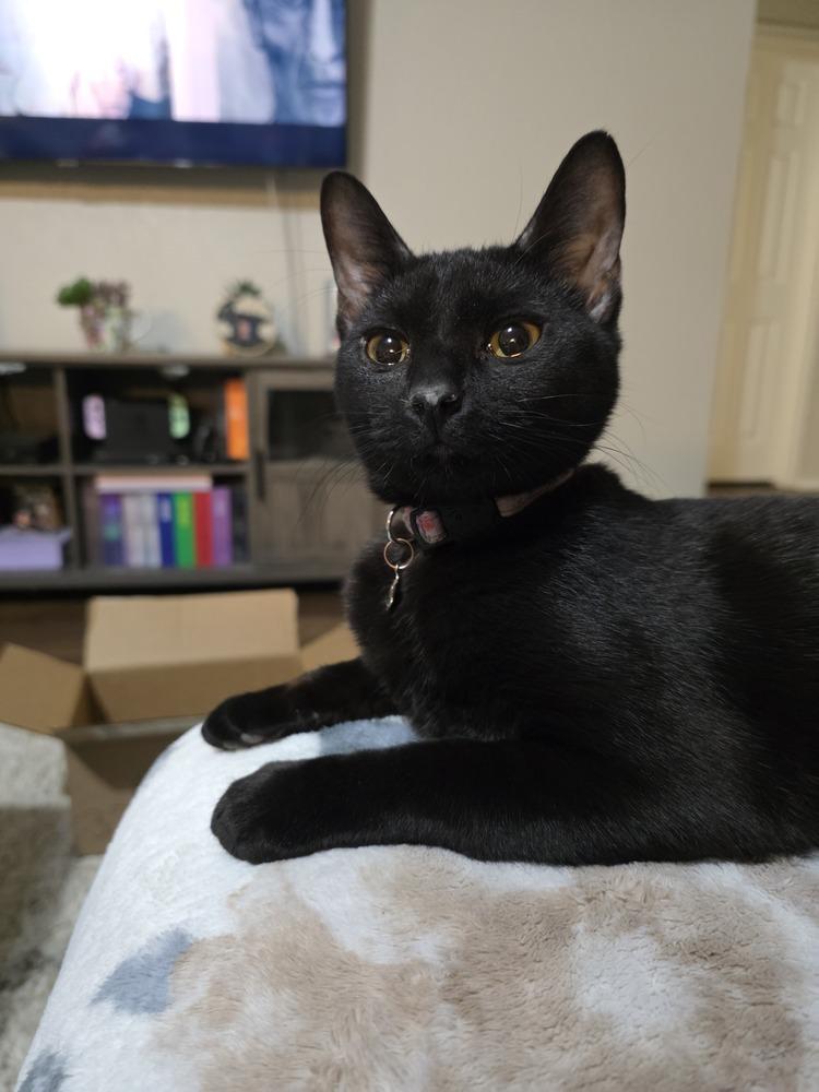 Brickette — thumbnail 4