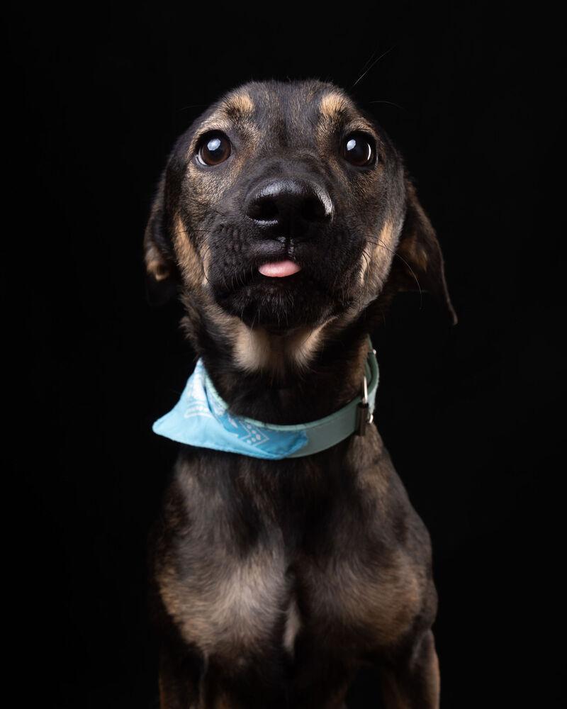 ANGELO, Adoptable, Puppy Male German Shepherd Dog & Labrador Retriever.