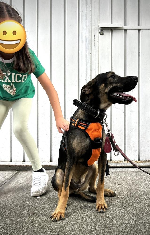 Enlarge ANGELO, a Adoptable mixed breed in Langley, BC image 2/6