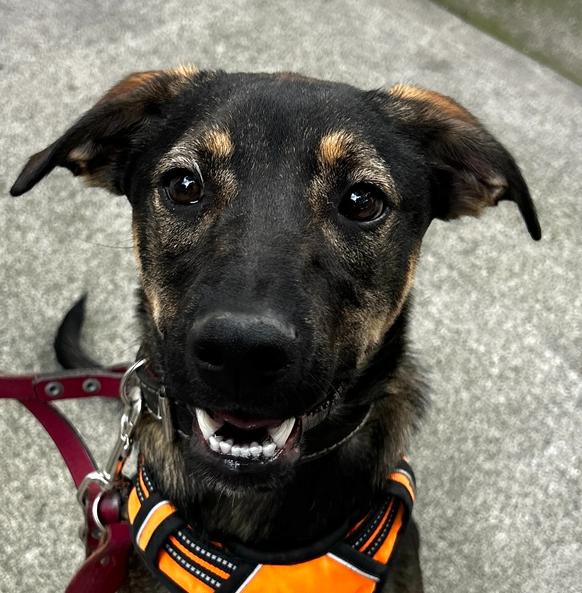 Enlarge ANGELO, a Adoptable mixed breed in Langley, BC image 3/6
