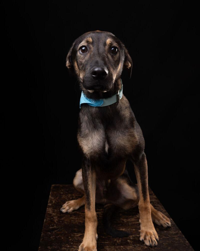 Enlarge ANGELO, a Adoptable mixed breed in Langley, BC image 4/6