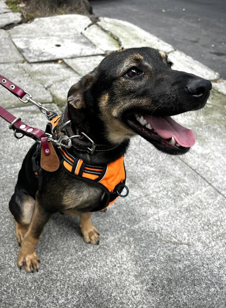 Enlarge ANGELO, a Adoptable mixed breed in Langley, BC image 5/6