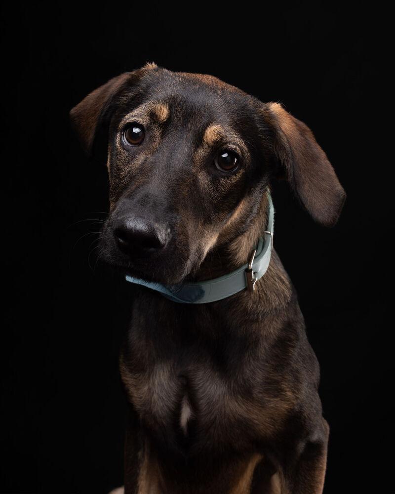 Enlarge ANGELO, a Adoptable mixed breed in Langley, BC image 6/6