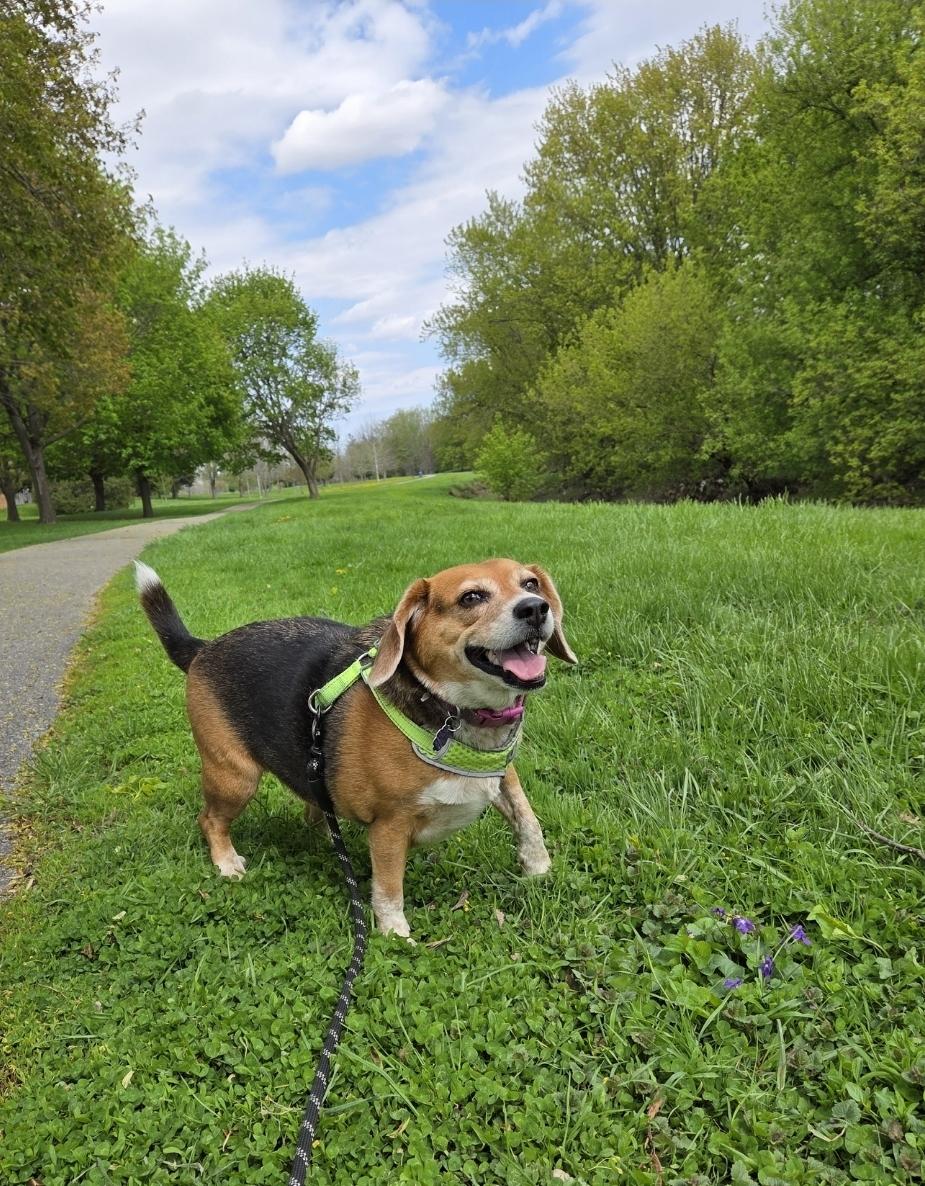 Enlarge Princess, a ADOPTABLE Beagle in Chatham, ON image 1/1