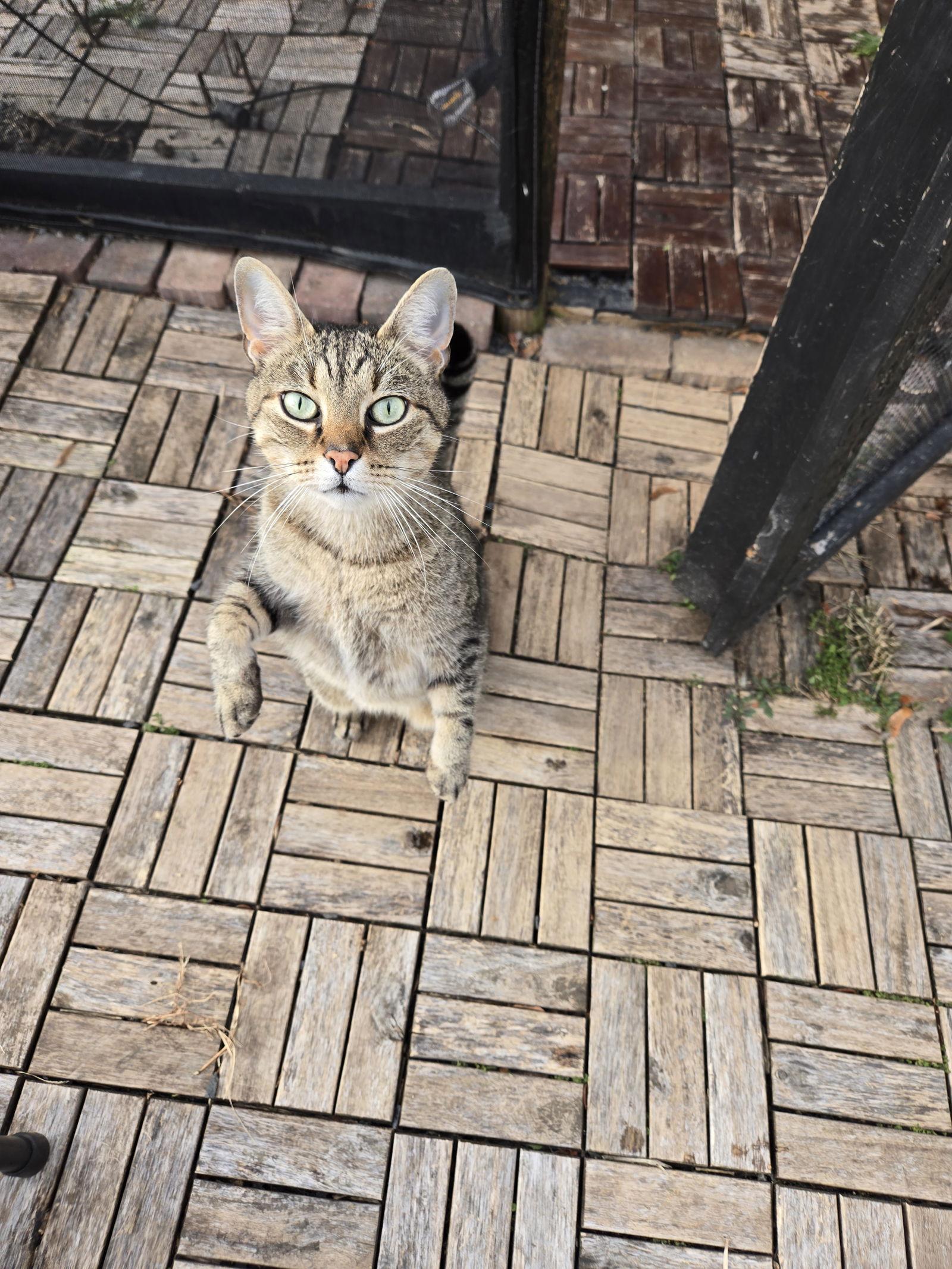 Enlarge Linus, a Adoptable Domestic Short Hair in Trenton, NJ image 1/3