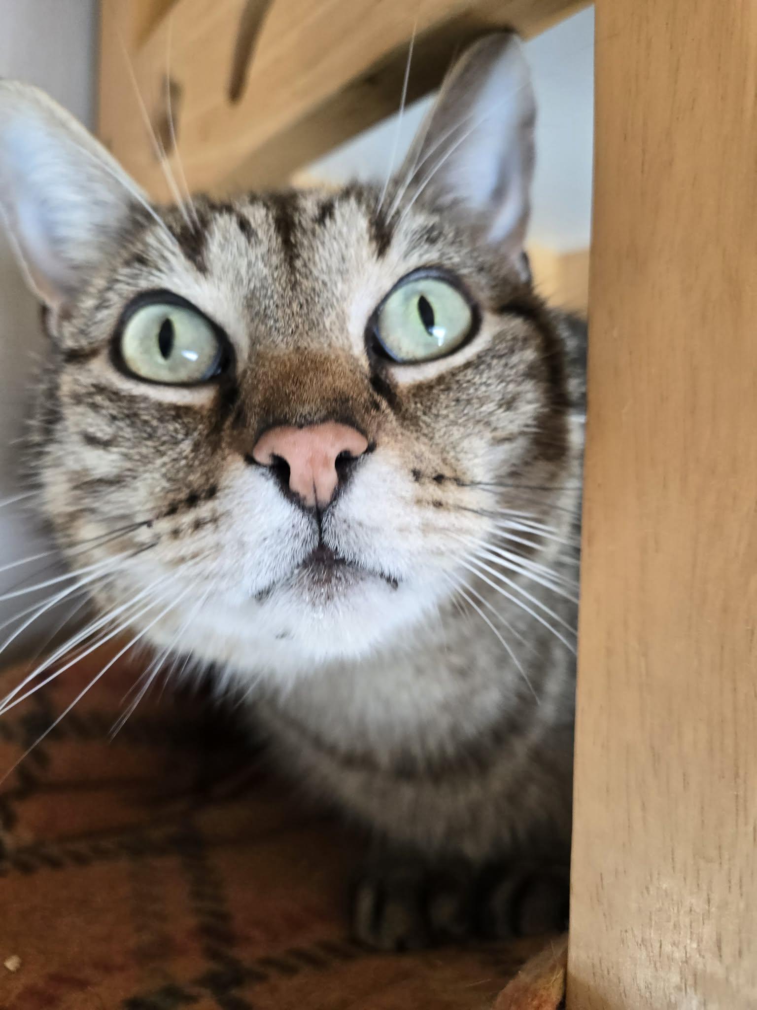 Enlarge Linus, a Adoptable Domestic Short Hair in Trenton, NJ image 2/3