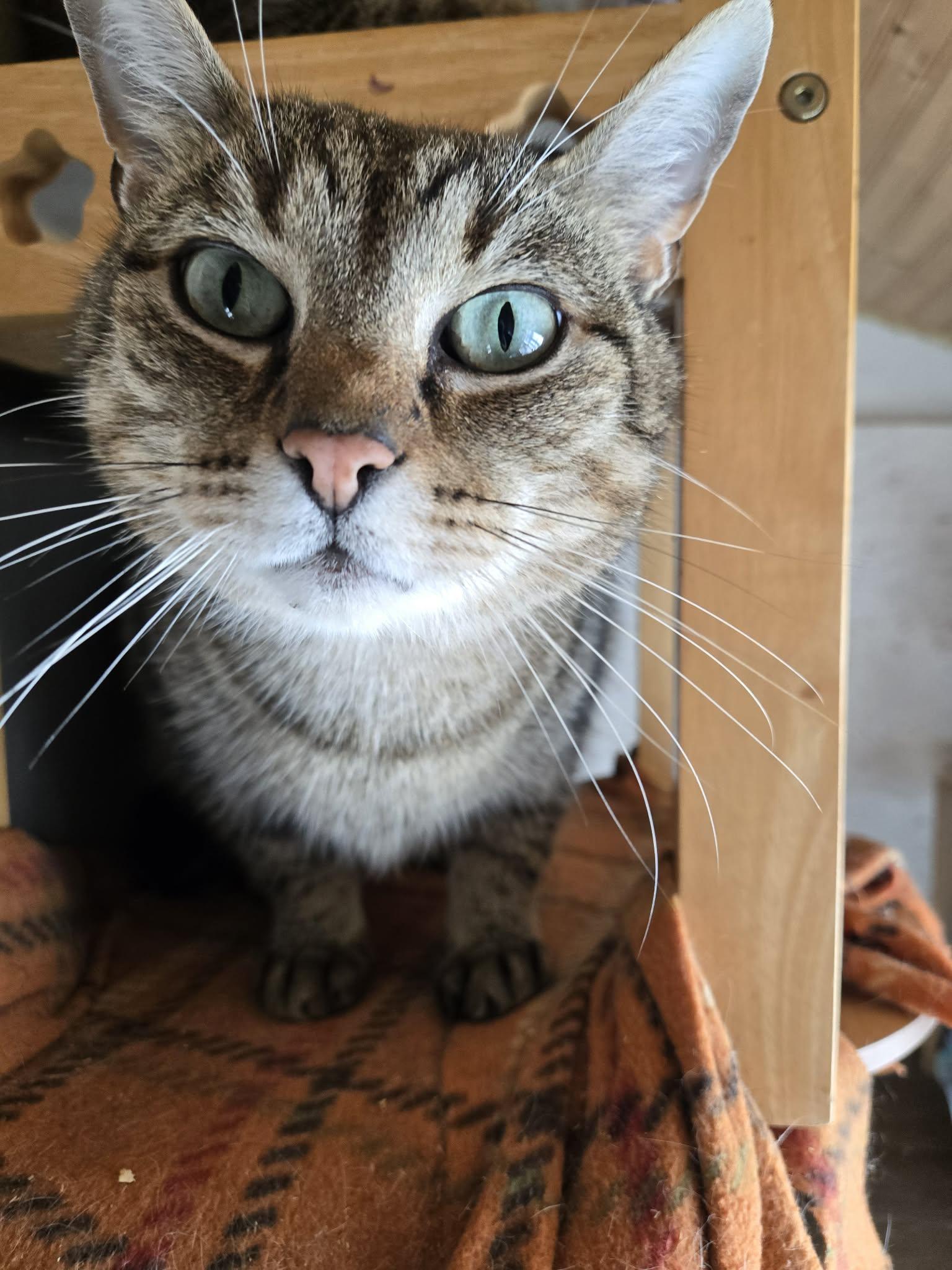 Enlarge Linus, a Adoptable Domestic Short Hair in Trenton, NJ image 3/3