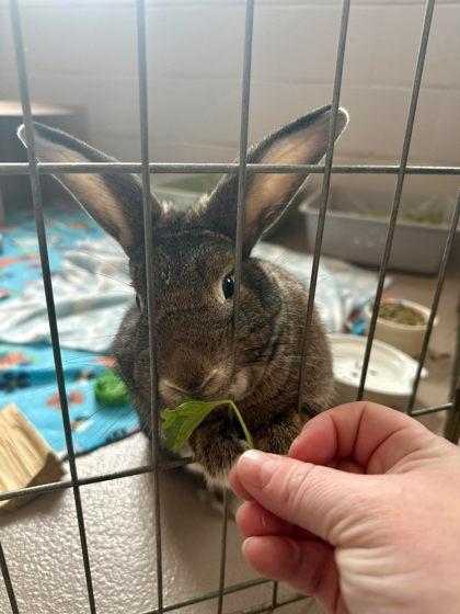 Fritter, ADOPTABLE, Adult Male English Spot.