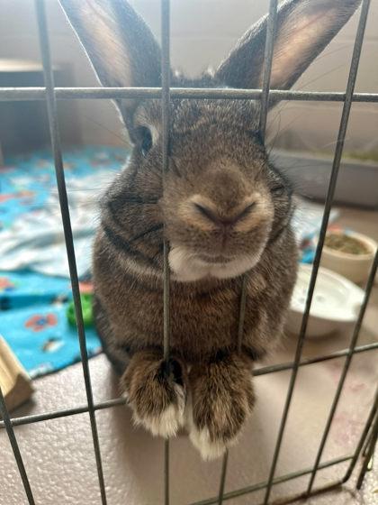 Fritter, a ADOPTABLE mixed breed in Appleton, WI image 2/3