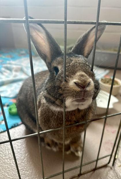 Fritter, a ADOPTABLE mixed breed in Appleton, WI image 3/3