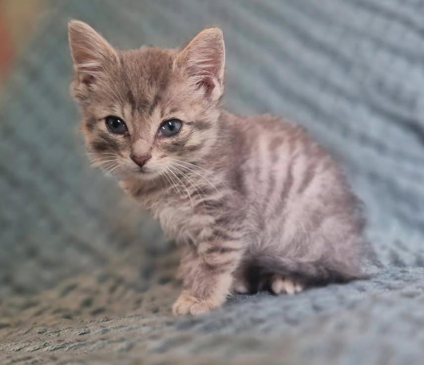 Enlarge Squid (Bonded to Fish), a ADOPTABLE mixed breed in Ypsilanti, MI image 3/3