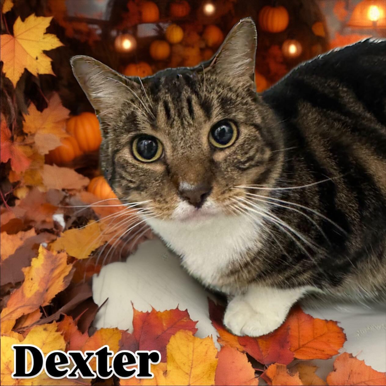 Dexter Tag #987, Adoptable, Adult Male Domestic Short Hair.