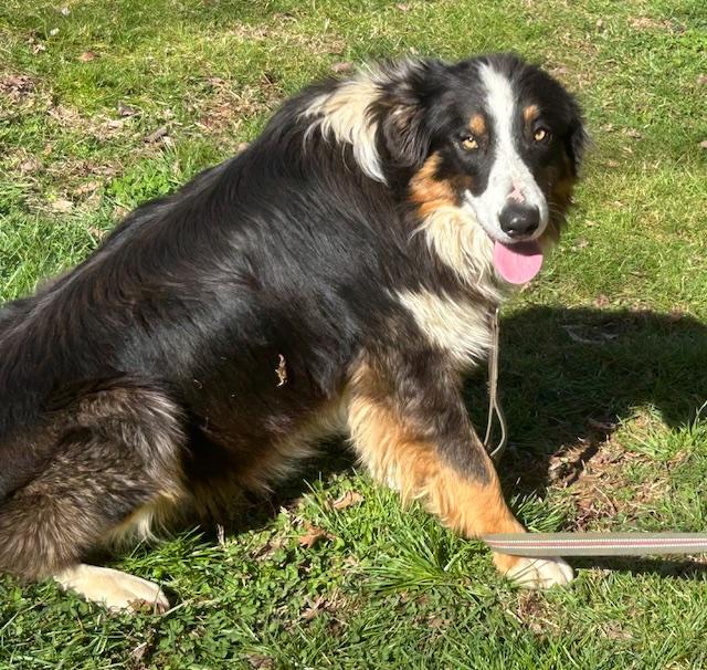 Ace Talent, an adopted mixed breed in Woburn, MA image 2/6
