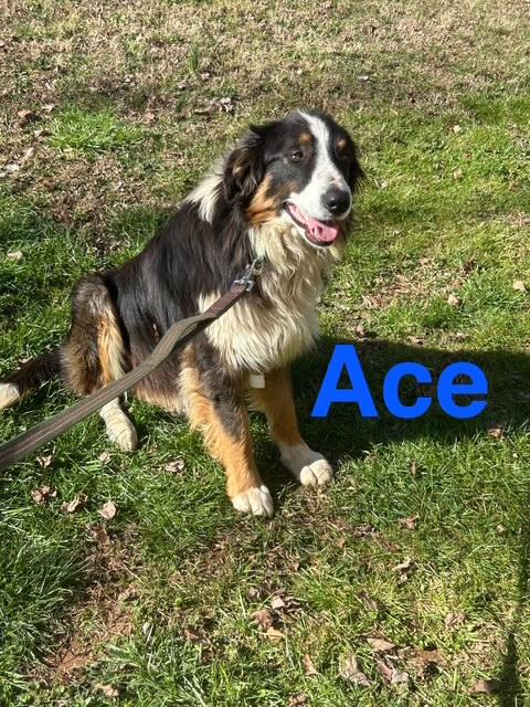 Ace Talent, an adopted mixed breed in Woburn, MA image 5/6