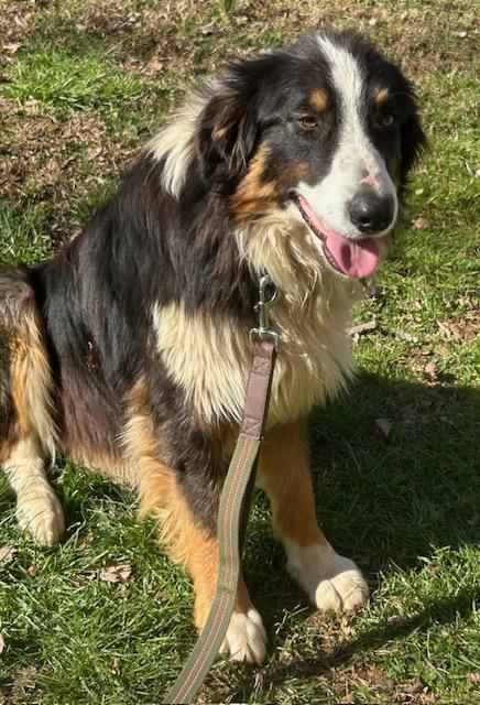 Ace Talent, an adopted mixed breed in Woburn, MA image 6/6
