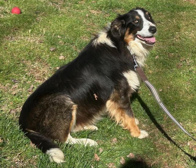 Ace Talent, an adopted mixed breed in Woburn, MA image 4/6