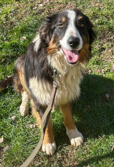 Ace Talent, an adopted mixed breed in Woburn, MA image 3/6