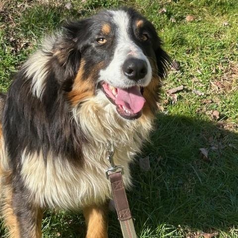 Ace Talent, an adopted mixed breed in Woburn, MA image 1/6