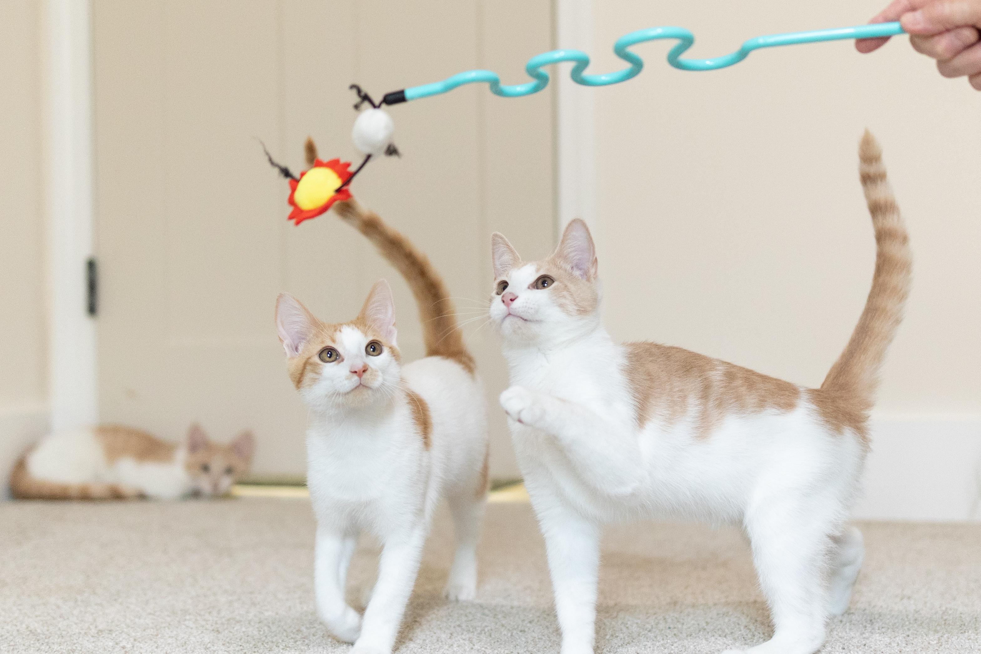 Enlarge Harvey, a Adoptable Domestic Short Hair in Avondale Estates, GA image 4/6