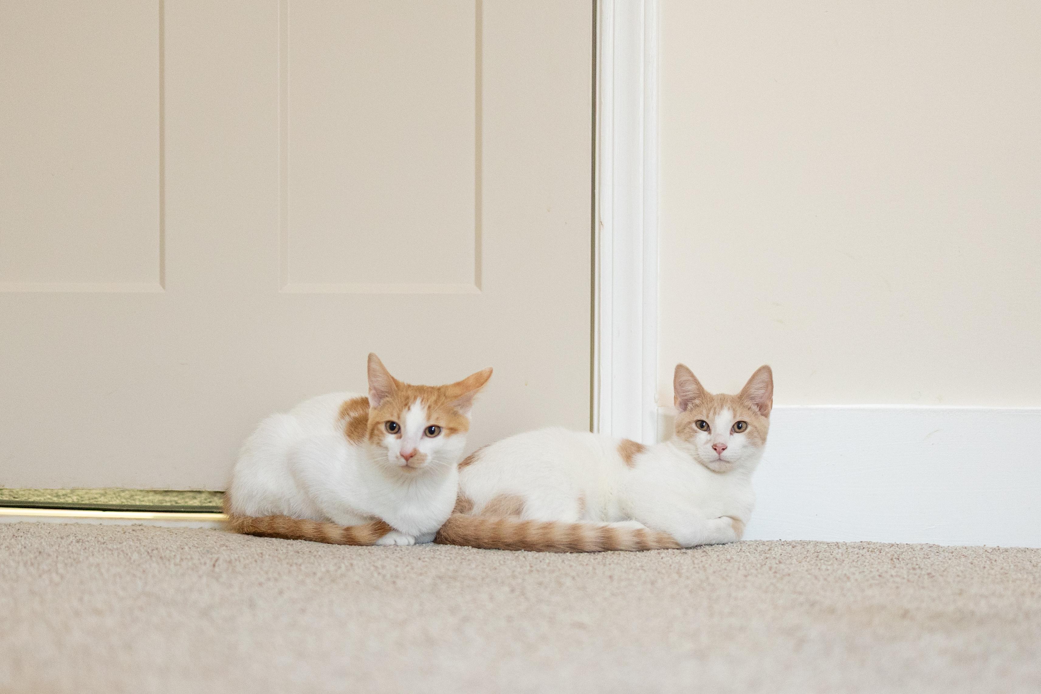 Enlarge Harvey, a Adoptable Domestic Short Hair in Avondale Estates, GA image 2/6