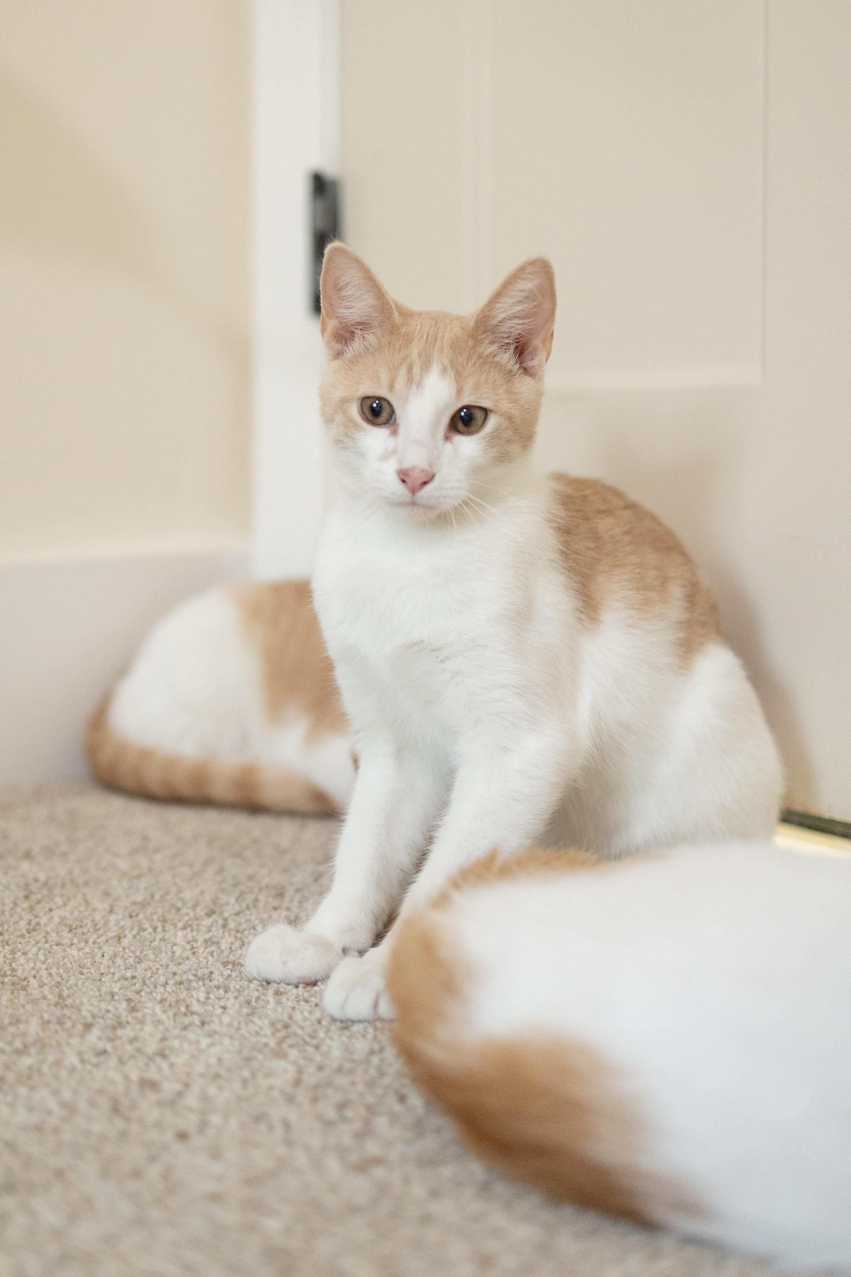 Enlarge Harvey, a Adoptable Domestic Short Hair in Avondale Estates, GA image 6/6