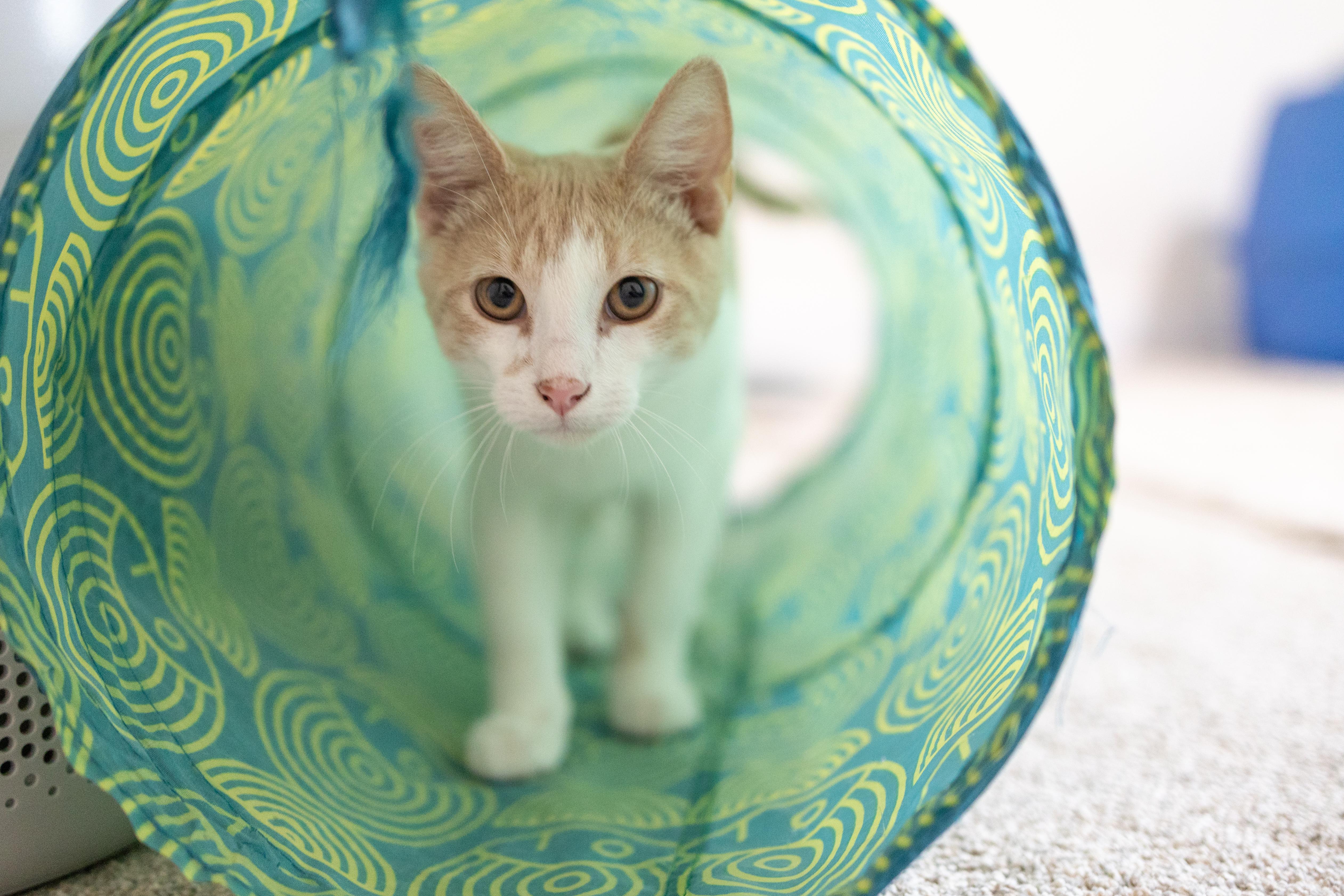 Enlarge Harvey, a Adoptable Domestic Short Hair in Avondale Estates, GA image 5/6