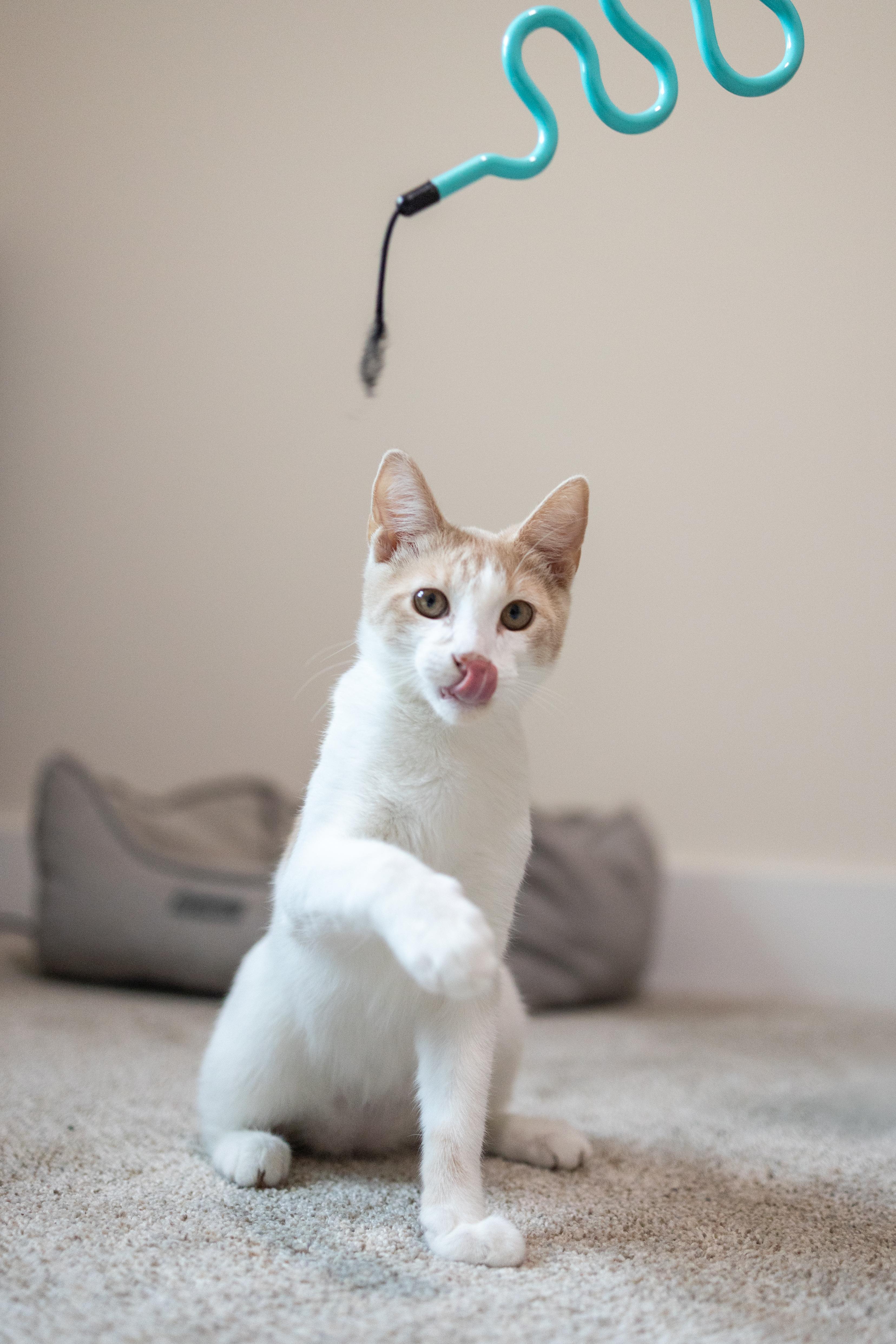 Enlarge Harvey, a Adoptable Domestic Short Hair in Avondale Estates, GA image 1/6