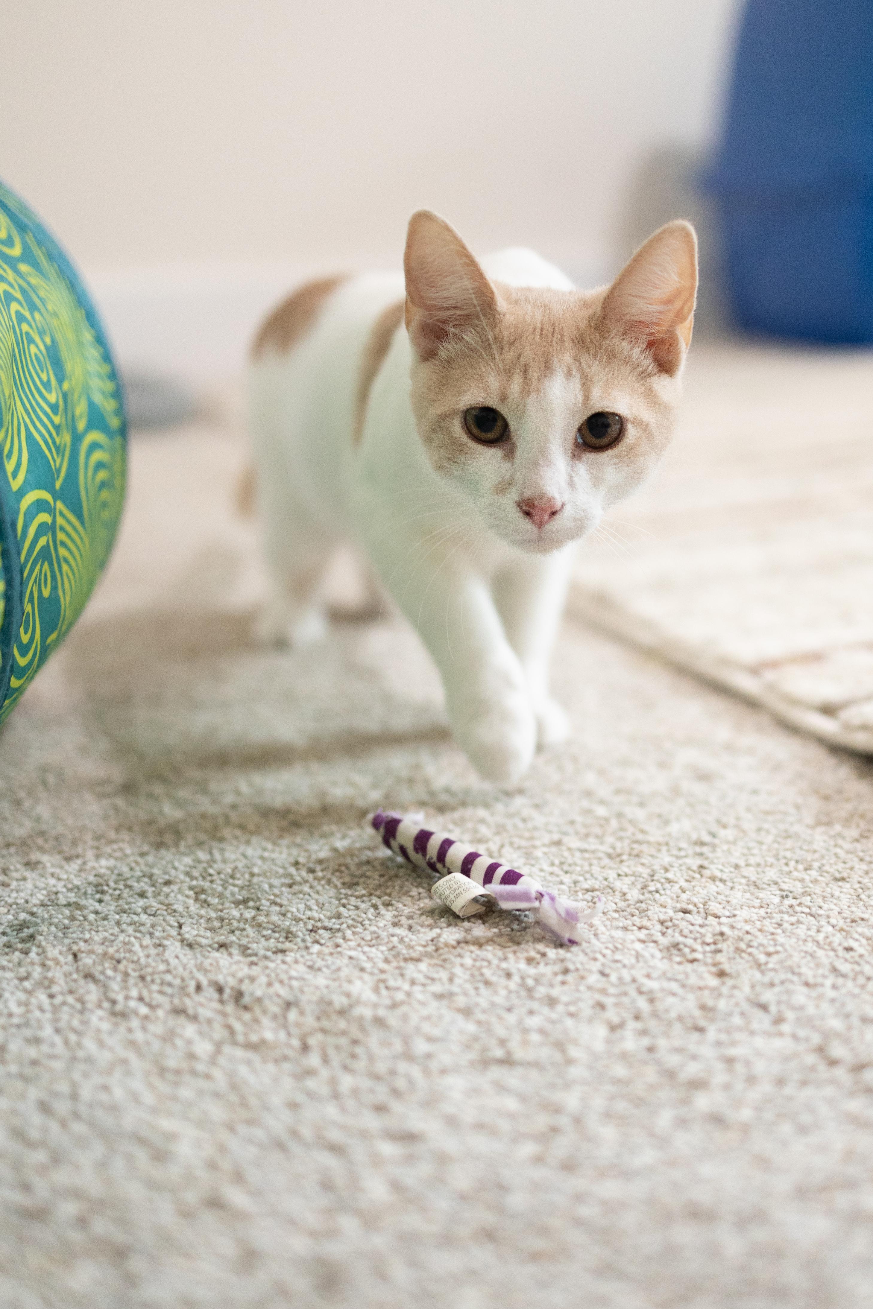 Enlarge Harvey, a Adoptable Domestic Short Hair in Avondale Estates, GA image 3/6