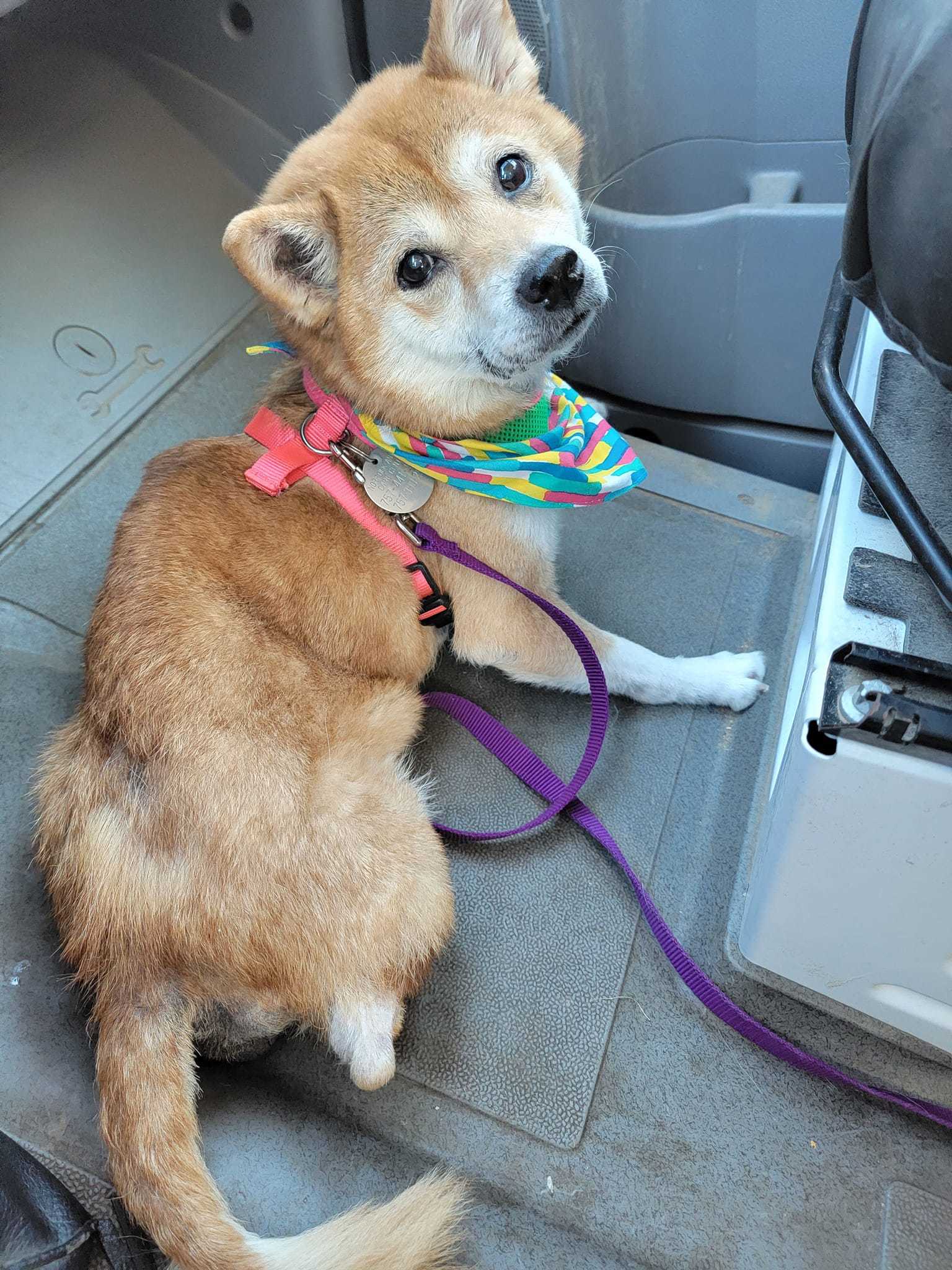 Enlarge Mac and Cheese, a Adopted Shiba Inu in Chesapeake, VA image 1/4