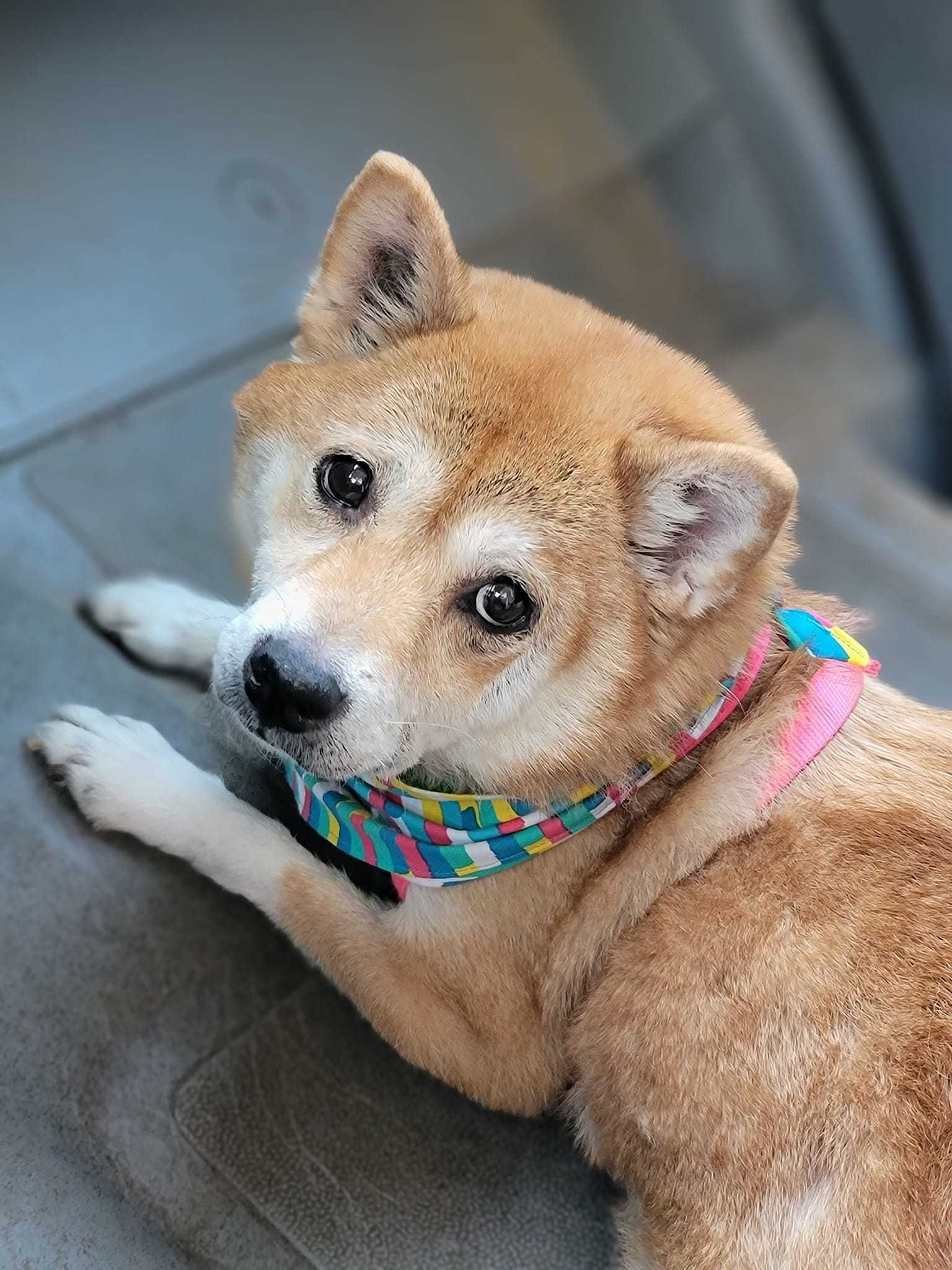 Mac and Cheese, Adopted, Senior Female Shiba Inu.