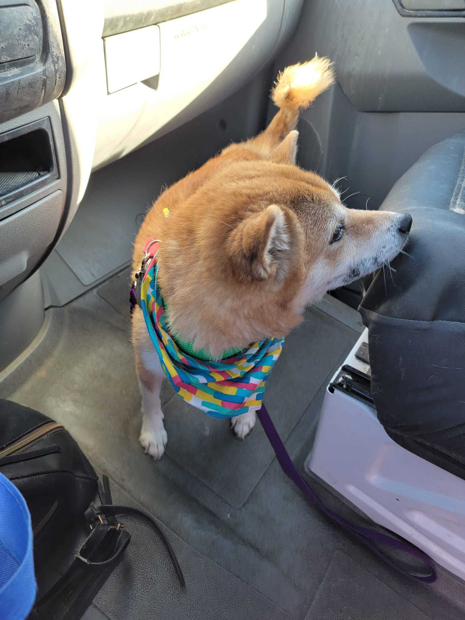 Enlarge Mac and Cheese, a Adopted Shiba Inu in Chesapeake, VA image 3/4