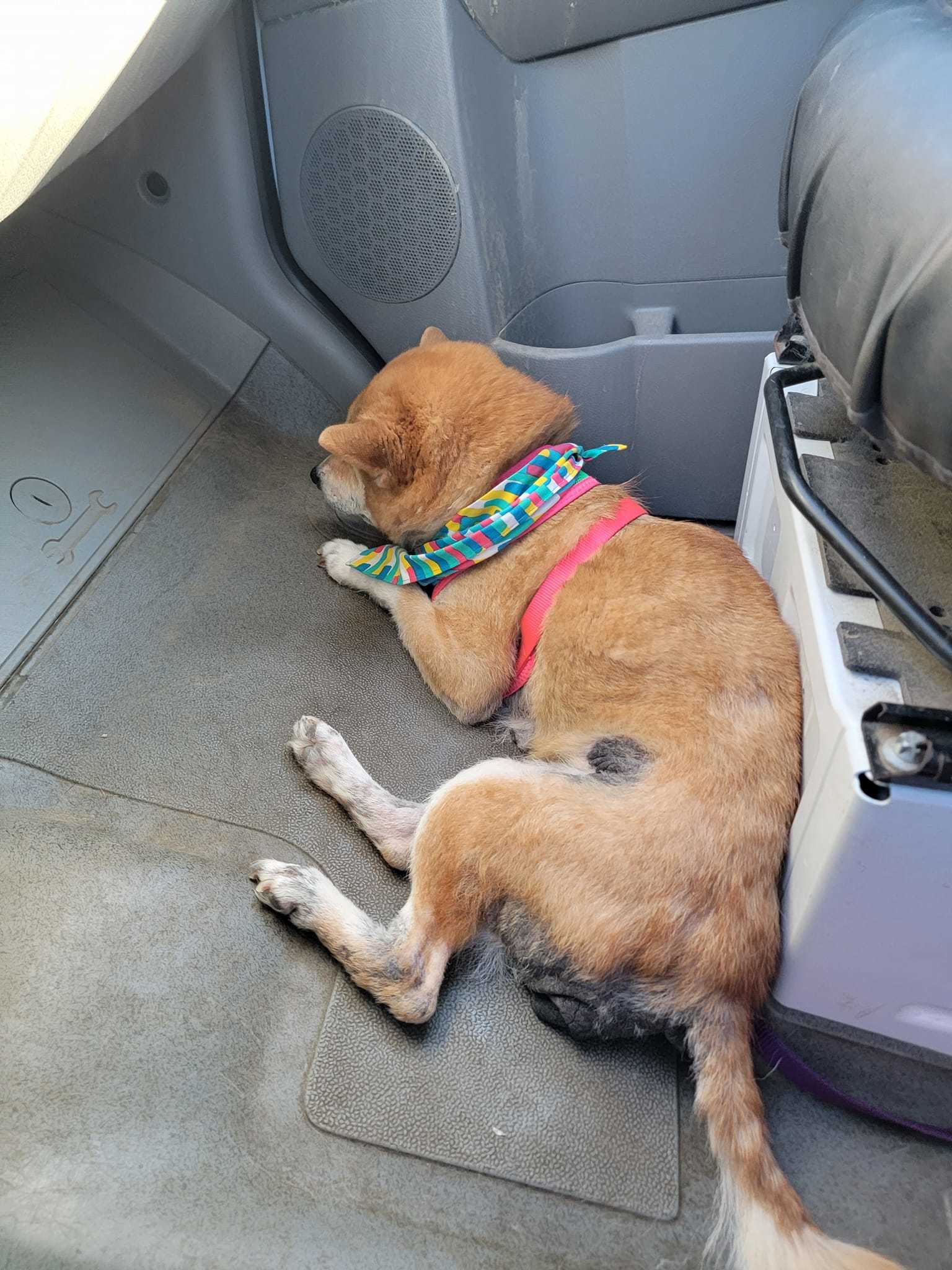 Enlarge Mac and Cheese, a Adopted Shiba Inu in Chesapeake, VA image 4/4