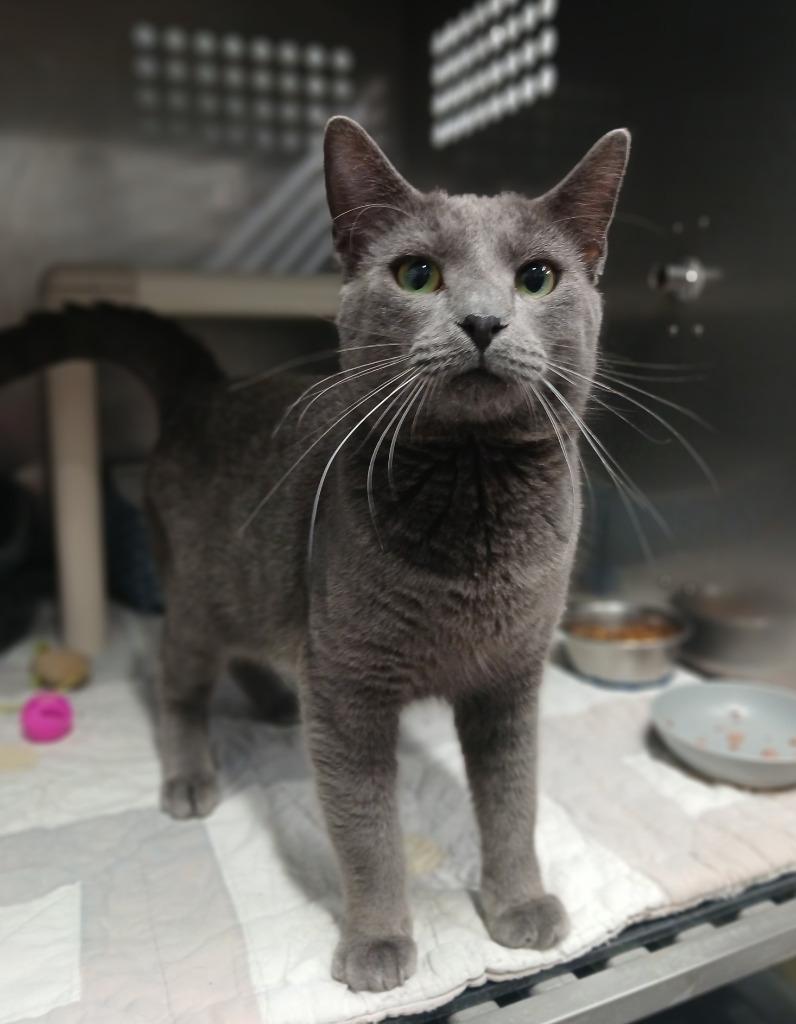 Enlarge St. Nicky FKA Yoda, a Adopted Russian Blue in Ladysmith, WI image 1/1