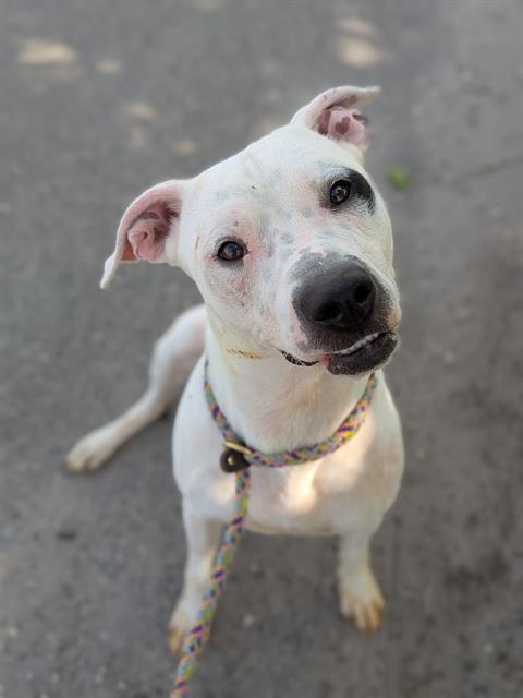 Enlarge SPANKY, a Adoptable Mixed Breed in Jacksonville, FL image 1/1